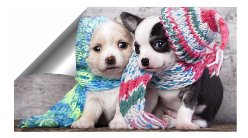 Imagem 1 de 10 de Papel Parede Adesivo Pet Cachorro Gato 2,30 Larg X 1,60 Alt