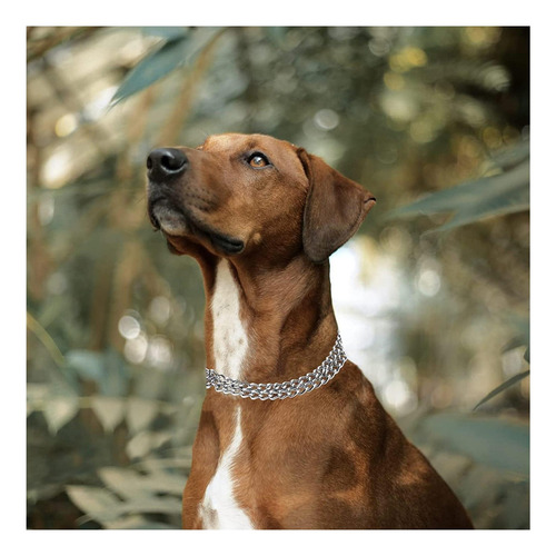 Collar De Perro Con Cadena Jipimon, Collar De Ajustable, De
