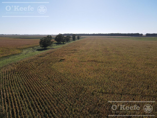 Imagen 16 de 25 de Campo De 705 Has En Venta En Necochea - Mixto Con Casco - 70 % Agricola.