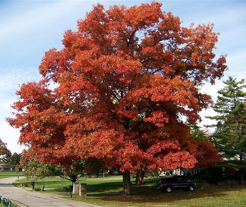 Arbol Otoñal Liquidambar 30lts