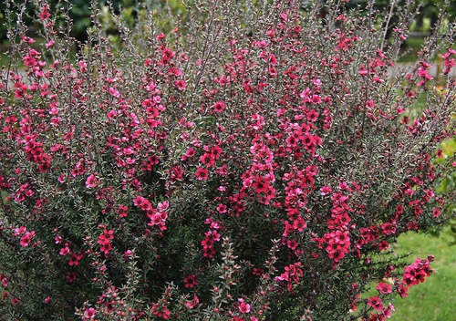 Leptospermo, Leptospermum, Leptospermum Scoparium 4lts