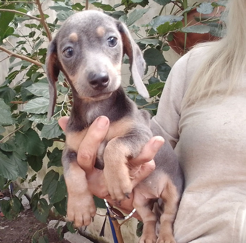 Cachorro Salchicha Mini