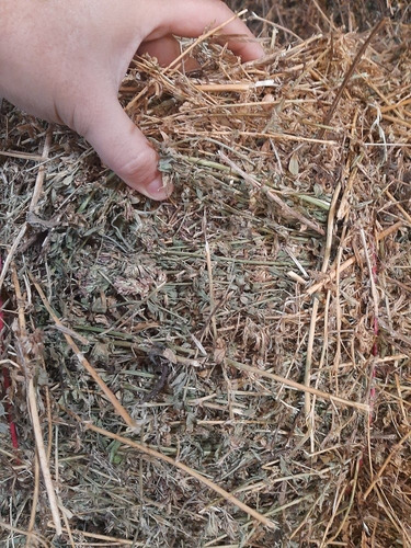 Imagen 2 de 12 de Fardos De Alfalfa Pura 100%