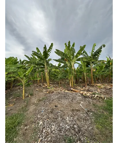 Se Vende Lote En Montenegro - Quindio