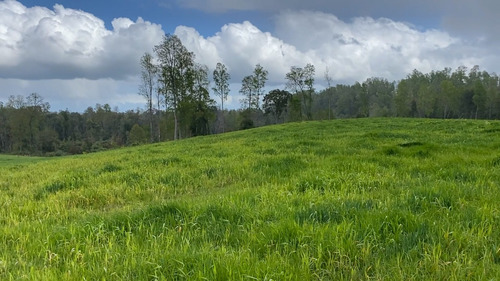 Campo En La Unión Cercano Al Lago Ranco 27,4 Hectáreas