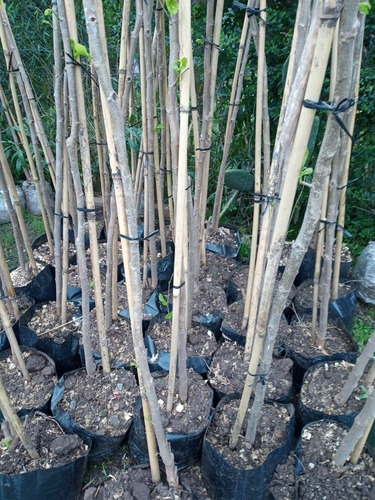 Imagen 3 de 8 de Arbol De Mora-2mts.4años-ent,gratis Caba/gba