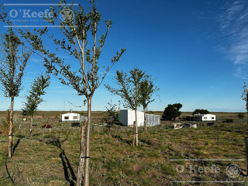 Campo En Venta De 27950 Has En Gral Alvear Mendoza. Armada Para Cria/recria