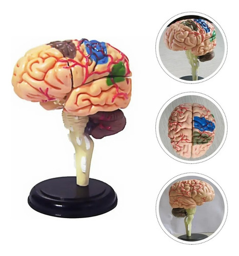 Modelo Anatómico De Cerebro Colores 15 Partes