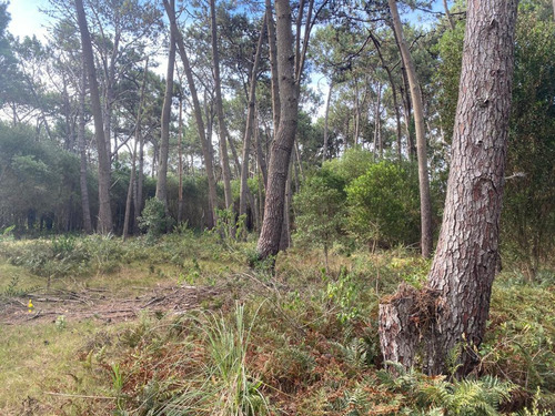 Terreno En Montoya