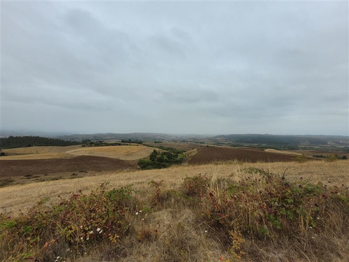 Imagen 8 de 13 de Agrícola En Venta En Galvarino