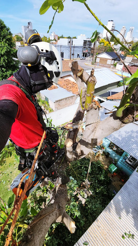Poda De Arboles Tala Extracciones De Raiz Palmeras Gaston