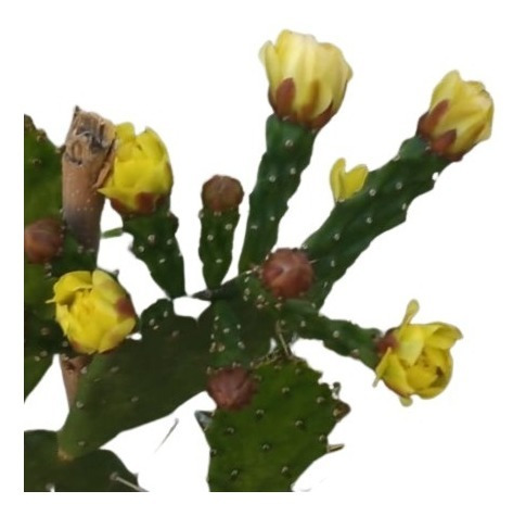 Cactus Opuntia Gigante Flor Amarilla | MercadoLibre 📦