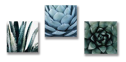 Tríptico Plantas Cactus Cuadros Decorativos Canvas Varios Mo
