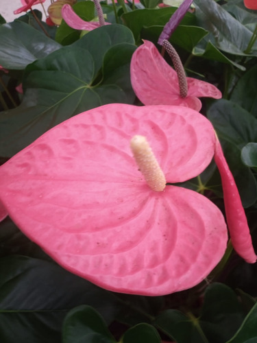 Anturio Anthurium Special - H E R M O S A