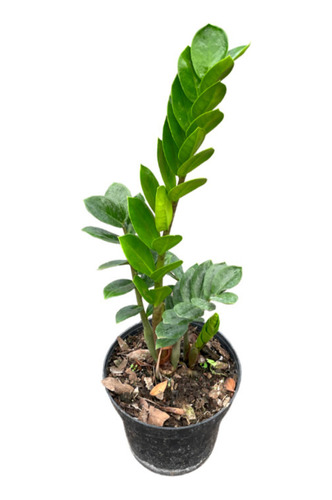 Zamioculca Zamiifolia | Planta Del Dinero | Zz | Zamia
