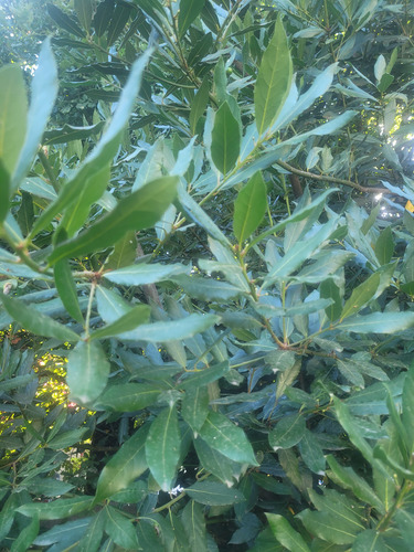 Hojas De Planta De Laurel 250 Gramos. (Usado)