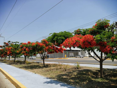 100 Semillas De Tabachin / Flamboyan