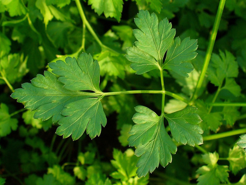 200 Sementes De Cheiro Verde: Cebolinha + Salsinha