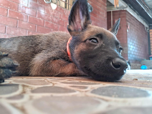 Pastor Belga Malinois  Cachorros