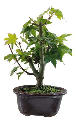 Bonsai Acer Palmatum . Com Vaso. (plástico)