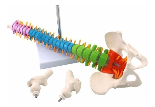 Modelo De Anatomía De La Columna Vertebral Humana