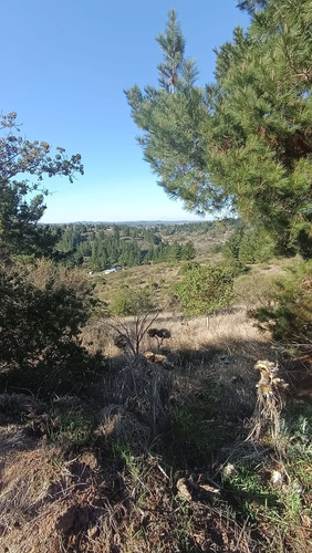 Parcela 1 Hectárea Para Proyecto Sustentable | Navidad