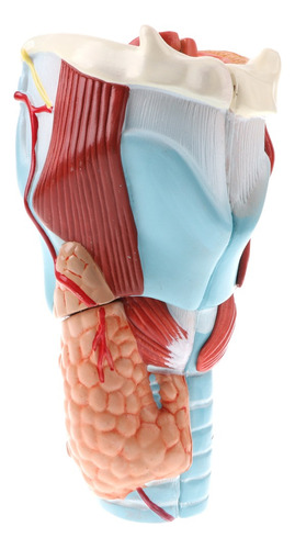 Modelo De Anatomía Humana: Estructura Laríngeo-faríngea