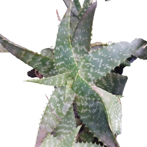 Planta De Aloe Vera O Sábila  Medicinal Y Orgánico