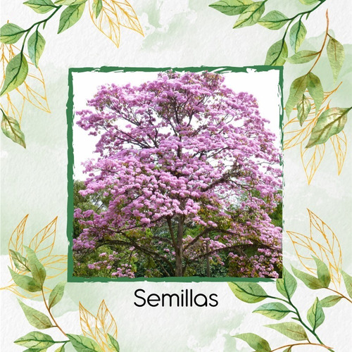 35 Semillas De Árbol Tabebuia Rosea