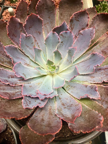 Imagen 4 de 4 de Echeveria Neón Breaker Grande - Plantas Suculentas Exóticas