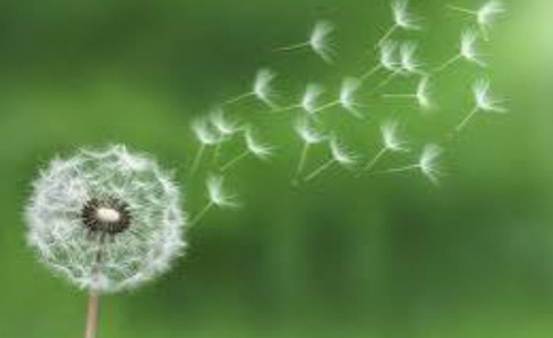 Diente De León, Taraxacum Officinale, 25 Semillas, Nv