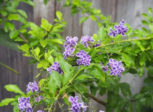 Duranta, Arbusto.