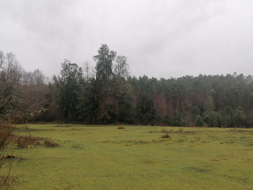 Campo Forestal Con Eucaliptos, De 67 Hás En Reumén, Paillaco