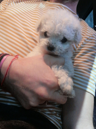 Imagen 1 de 2 de Caniche Microtoy Hembra