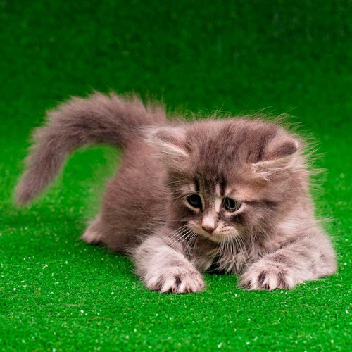 Imagem 2 de 4 de Grama Sintética Higiênica 2x8m (16m²) Pets Gato Cachorro
