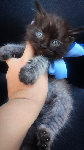 Gatito Persa De Pelo Largo Smoke Brown Ef395mil