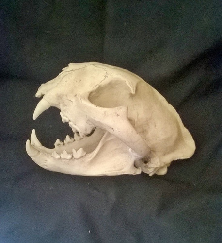  Cráneo Puma Figura
