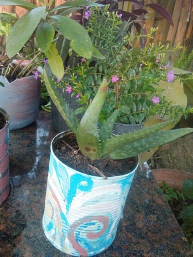Imagen 3 de 4 de Aloe Vera - Planta Medicinal