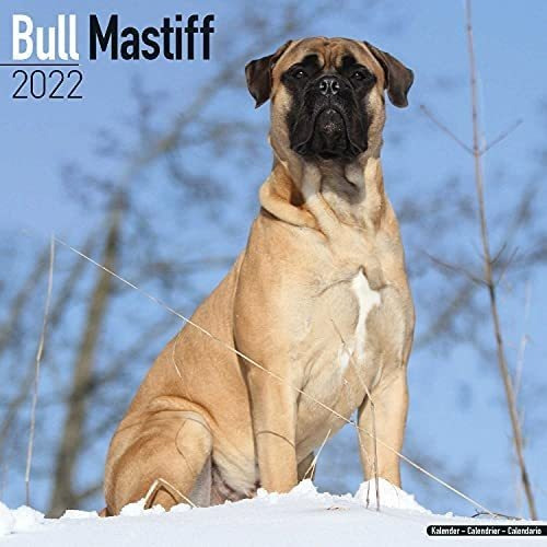 Libro: Bull Mastiff Calendar Bullmastiff Dog Breed Calendars