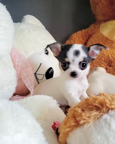 Chihuahua 26 Negro