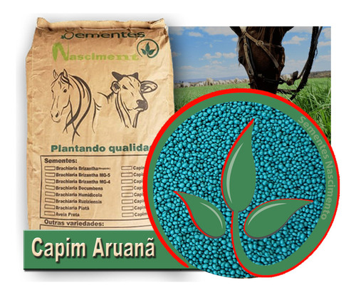 Sementes Capim Aruana Incrustada 30kg Resistente Ao Frio