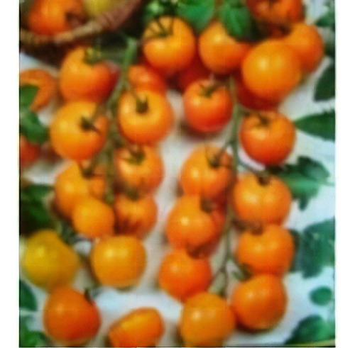 Tomate Cereja Laranja - 0,6g=240 Sementes- Cultive Em Vasos