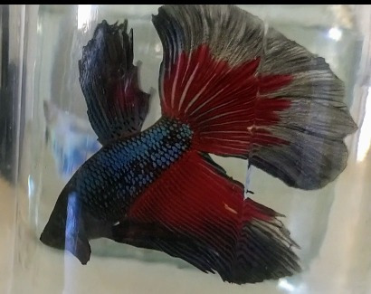 Imagen 1 de 10 de Peces Bettas Solo Parejas