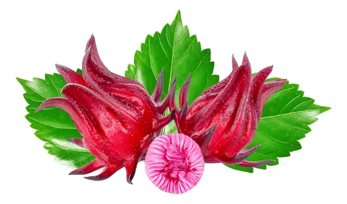 90 Semillas Hibiscus Te Jamaica Estratificadas Germina 95% !