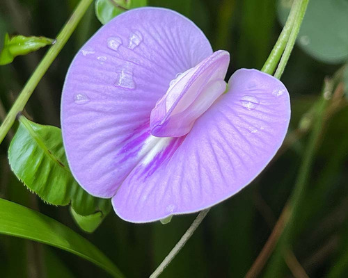 12 Semillas De Flor Gallito Virginianum