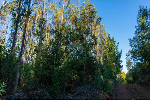 Predio Forestal En Venta 52 Ha. - Mantahue Gorbea