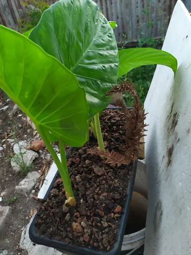 Planta Alocasia - Oreja Elefante Para Regalar