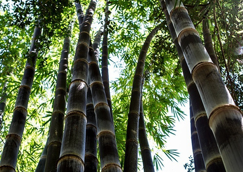 Semillas De Bambú Negro Phyllostachys Nigra Autenticas