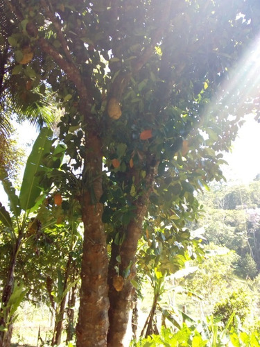 Imagem 12 de 30 de Fazenda Em Juquitiba; Fazenda À Venda Em Juquitiba Sp - 241 - 32982716