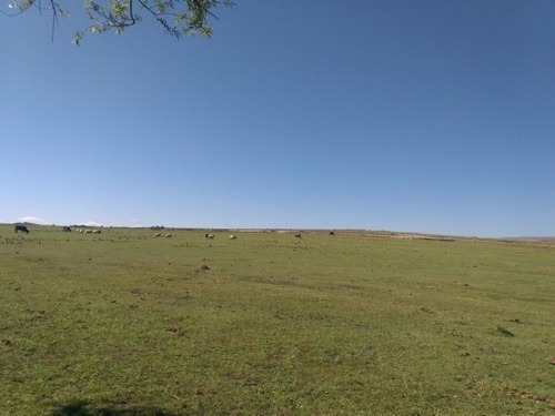 Imagen 4 de 11 de Se Venden 400 Hectareas Ganaderas En Los Gigantes Cordoba